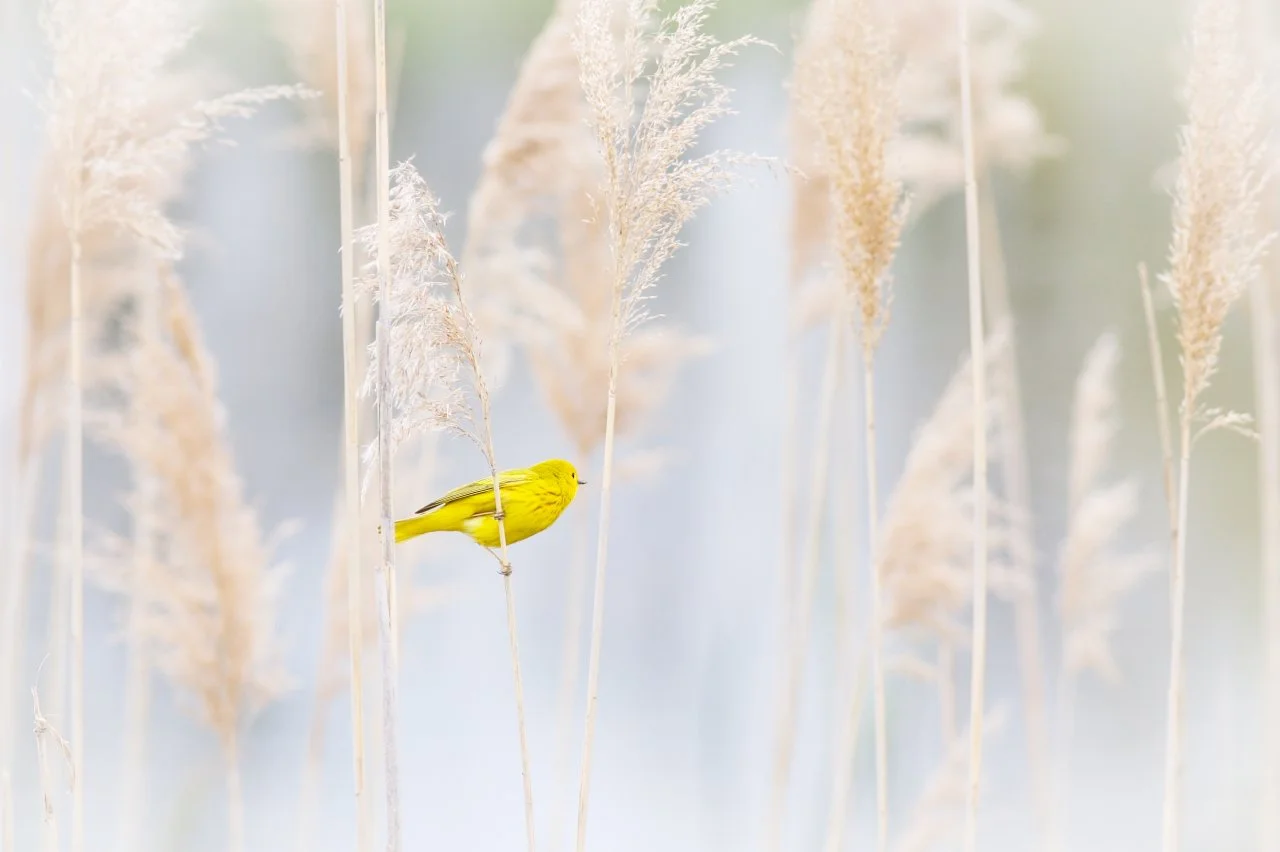 A judge's pick, Light as a Feather, a Yellow Warbler in Ontario