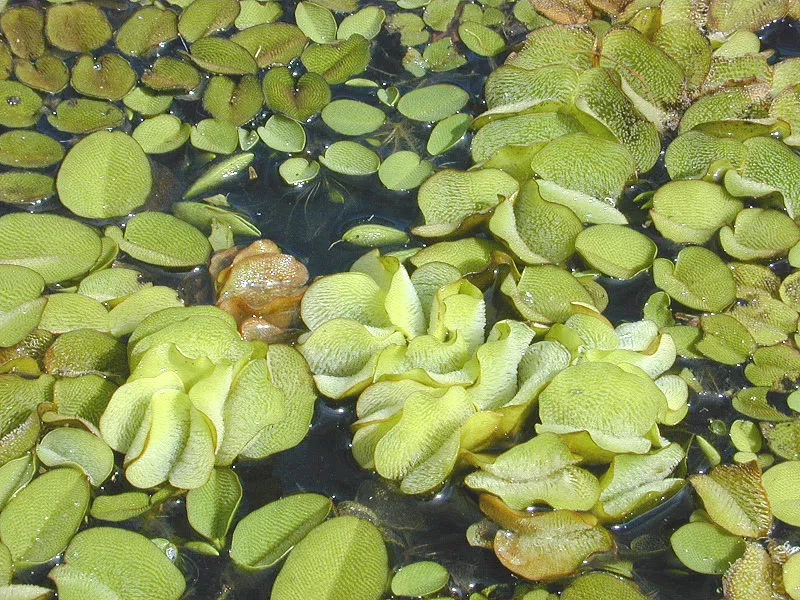 A plastic material inspired by the leaves of the aquatic weed Salvinia molesta may lead to a coating that makes ships more buoyant and hydrodynamic (Photo: Eric Guinther)