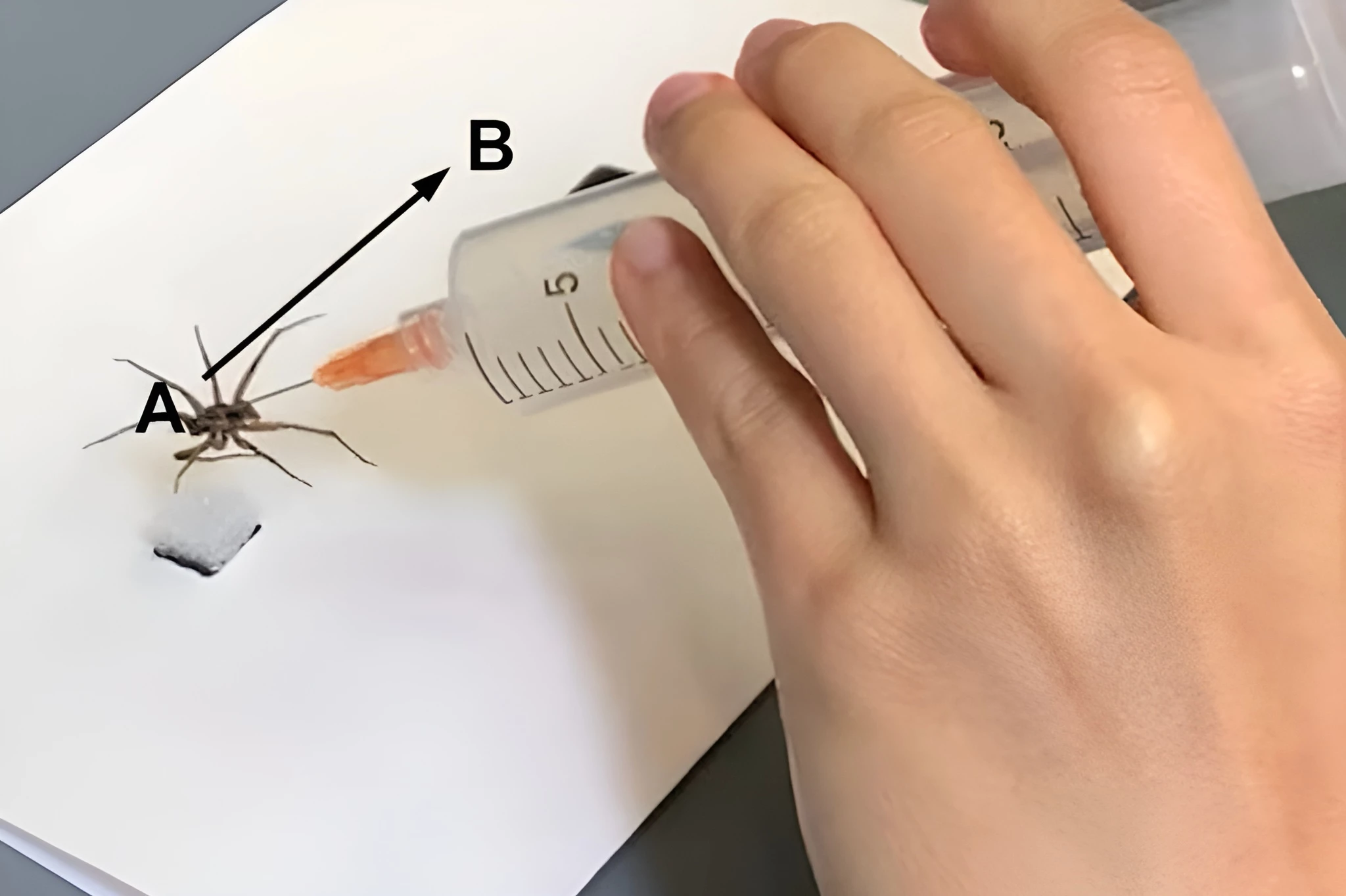 One of Rice University's spider-carcass-based "necrobotic grippers"