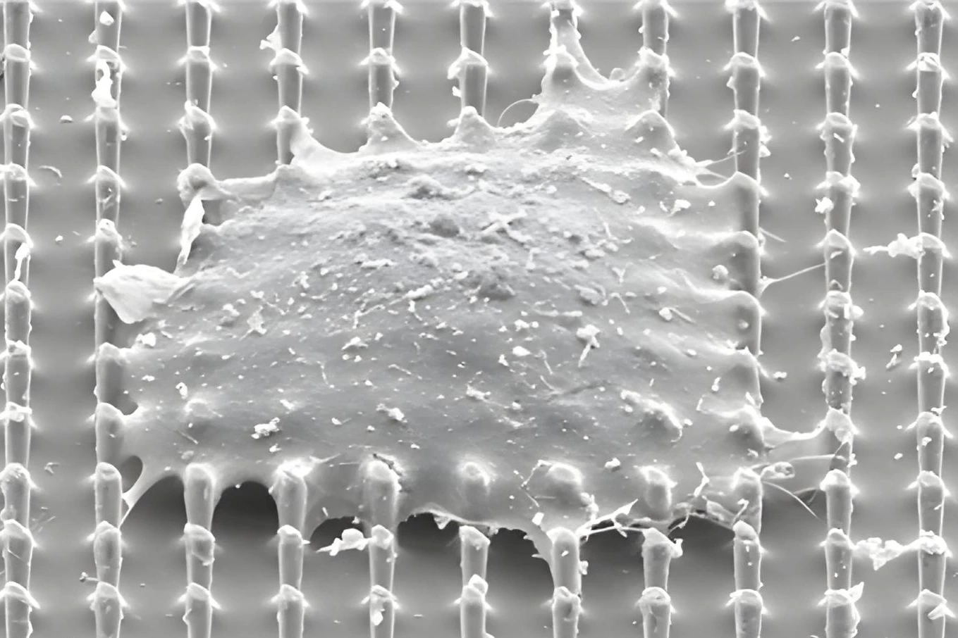 A scanning electron microscope image of a cell sitting atop the nanopillars