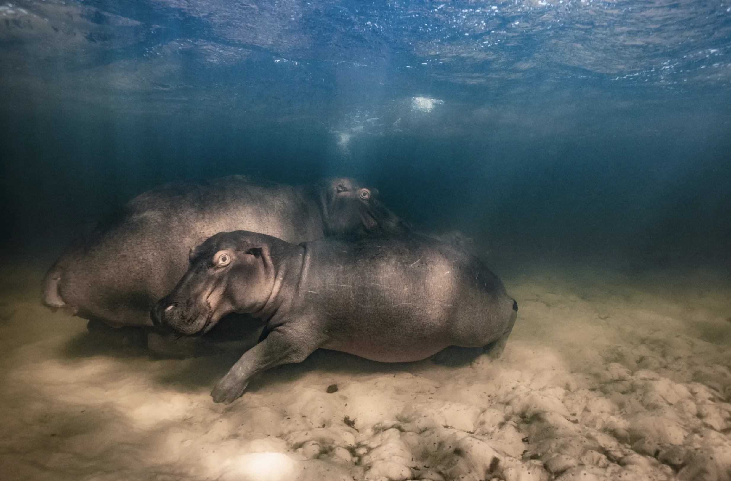 'Hippo nursery', Mike Korostelev (Russia) – Underwater winner. Canon EOS 5D Mark III + 17–40mm f4 lens; 1/320 at f7.1; ISO 640; Seacam housing