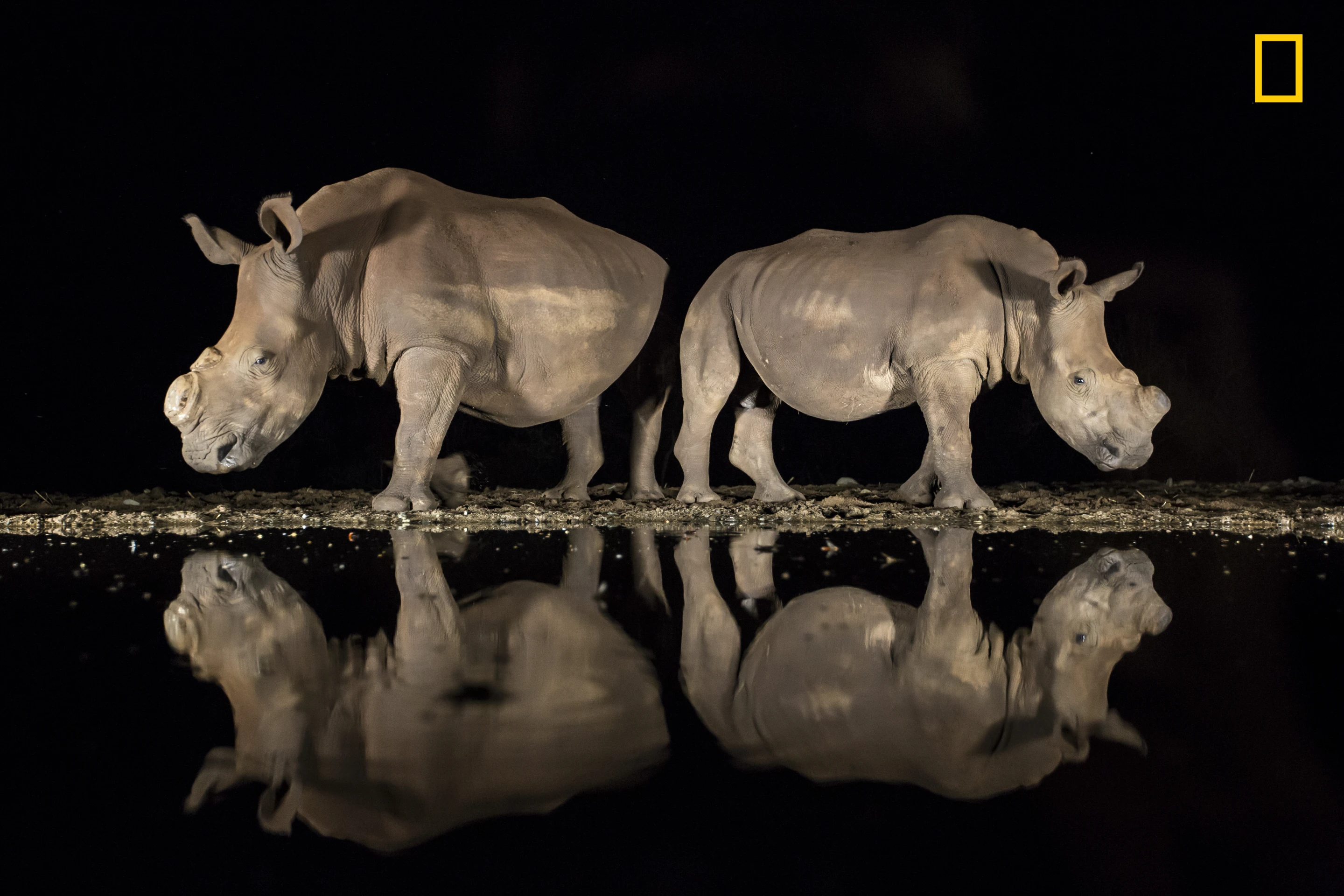 3rd Place - Wildlife. As the late-night hours ticked by and my eyelids grew heavy, two southern white rhinoceroses appeared silently from the shadows to drink from a watering hole in South Africa’s Zimanga Game Reserve. On alert, they stood back to back, observing their surroundings before lowering their heads. I felt privileged to share this moment with these endangered animals. While I was well prepared technically, with my camera set correctly on a tripod, I underestimated the emotional impact the magnificent beasts would have on me. I had photographed them months earlier, and now both rhinos sported a new look: They had been dehorned to deter poachers. I had heard about this development but had not yet seen them. I was full of emotion—and horror—that poaching had such a devastating effect. It must have been a hard decision to dehorn their rhinos, and I am grateful for the reserve’s efforts.