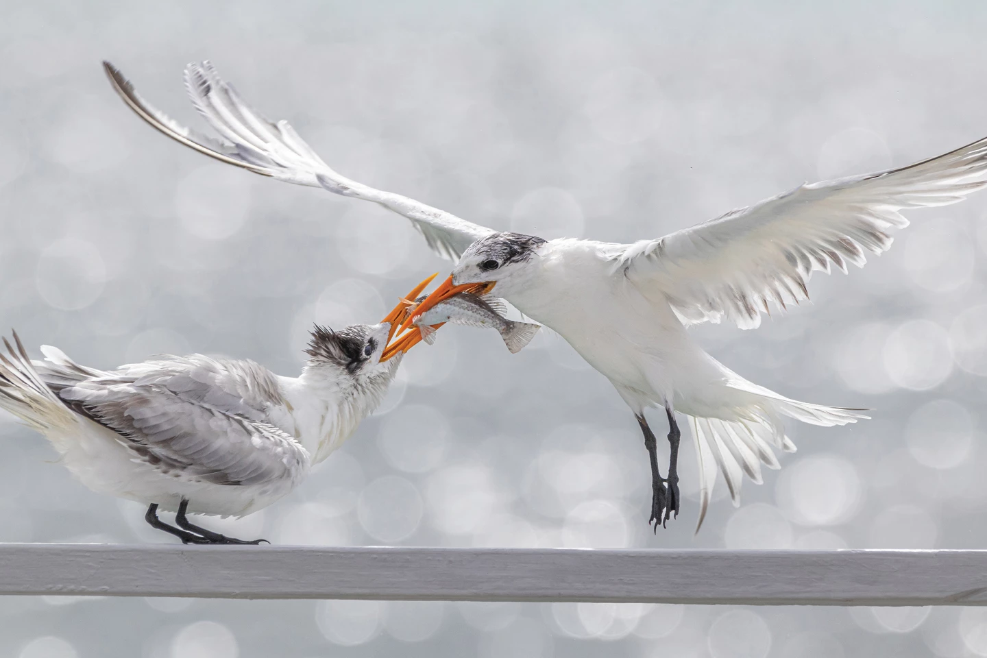 2025 Birds Without Borders Winner, Chile and Colombia: Royal terns (Thalasseus maximus) by Jacobo Giraldo Trejos (Dosquebradas, Colombia)