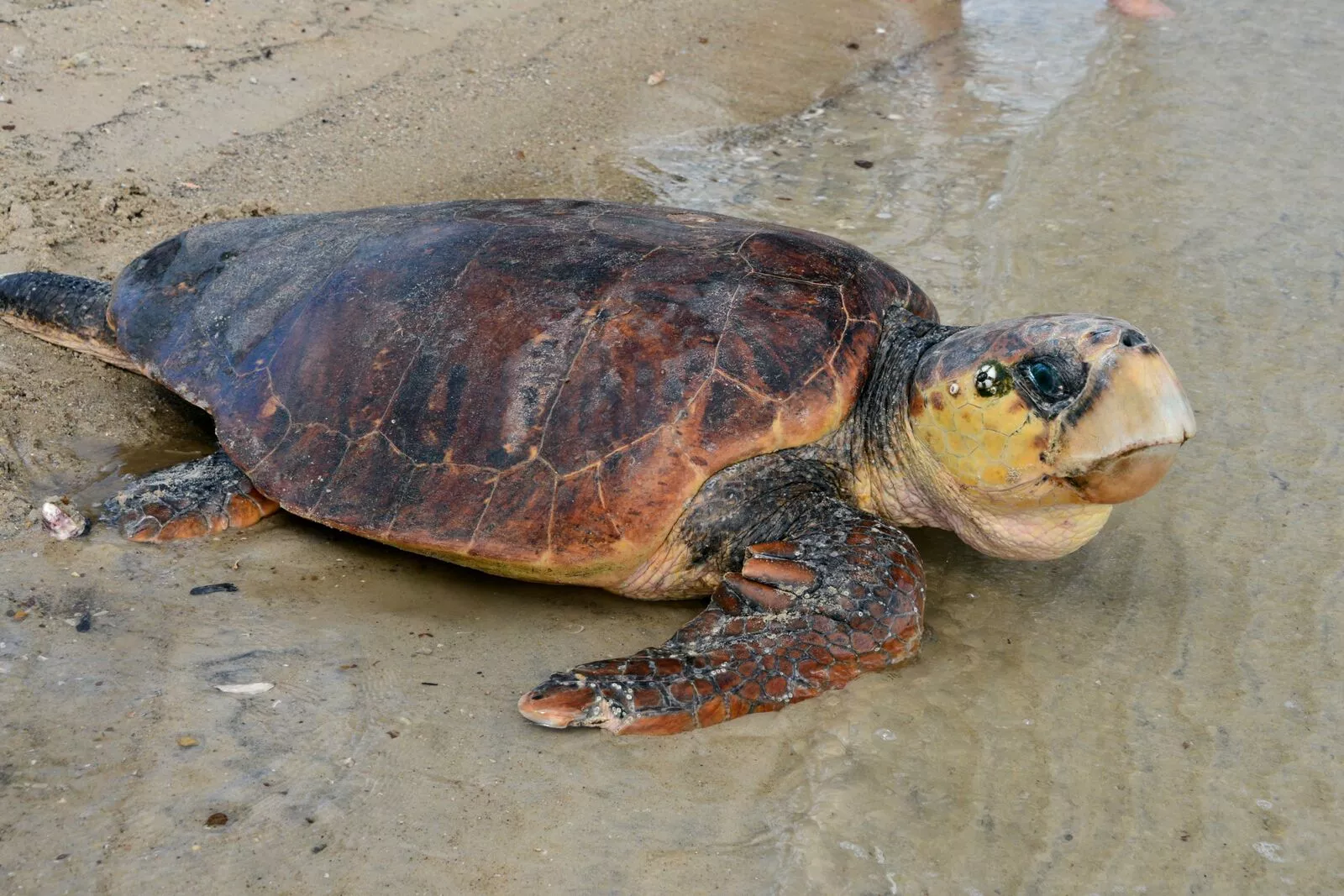 A sea turtle being released after the experiment