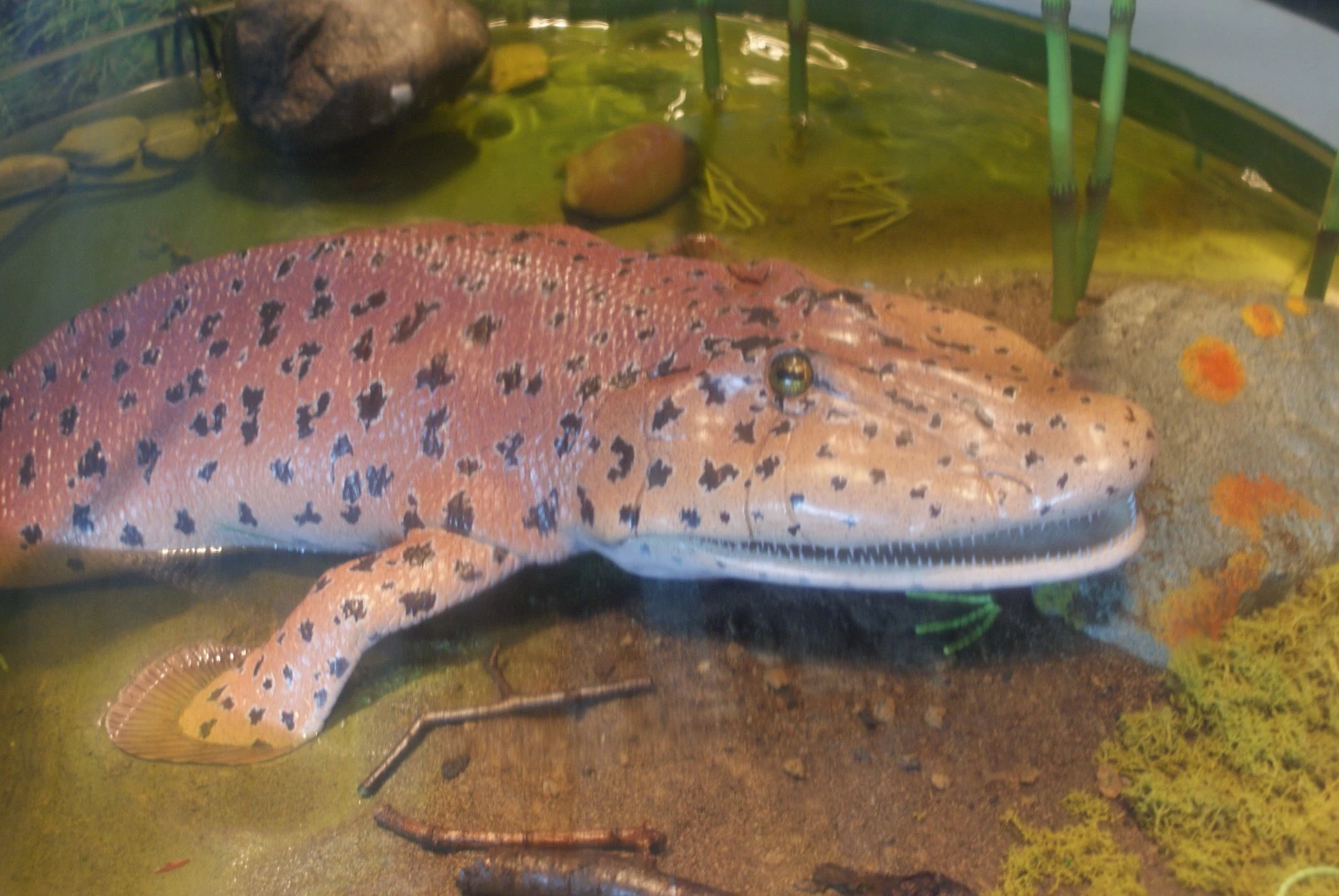 Evolving eyes ,ay have been a key factor driving our early ancestors (like the Tiktaalik roseae) onto land