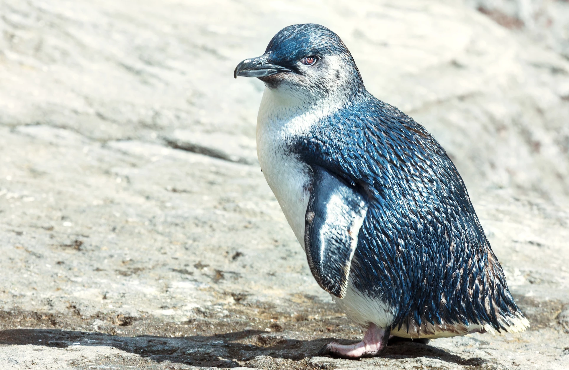 It's not always happily ever after in the penguin world
