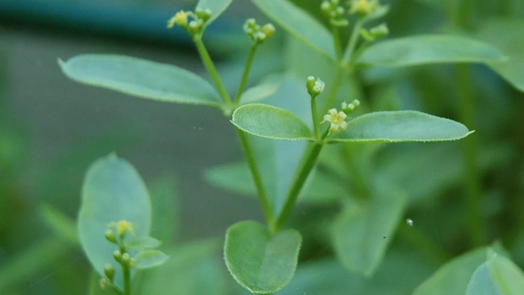 Researchers have used a dye extracted from the root of the madder plant to develop a new "green" lithium ion battery (Photo: Carstor via Wikimedia Commons)