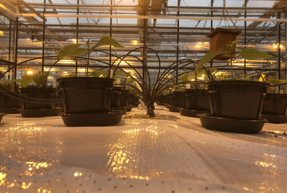 On days without sufficient daylight, grow lamps were switched on