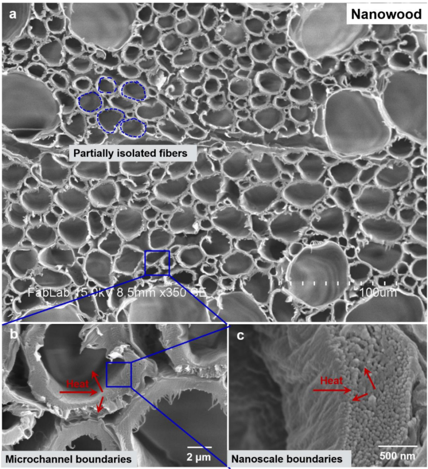 Nanowood's structure - heat can move easily through these tunnel tubes, but not across them, resulting in strong anisotropic properties