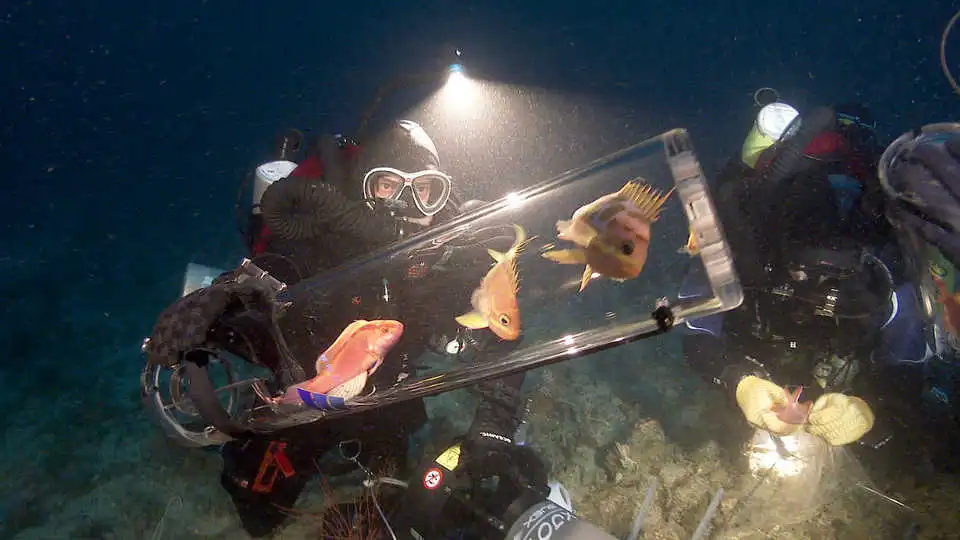 Fish are gathered in the SubCAS collection jar