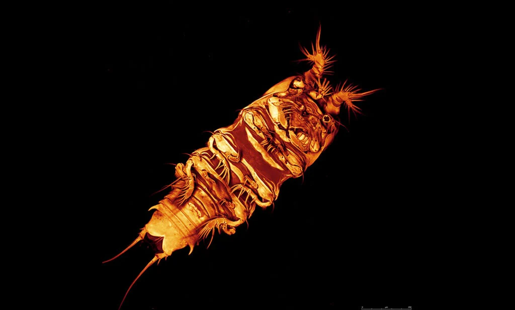 A tiny copepod collected this year from the Atlantic depths