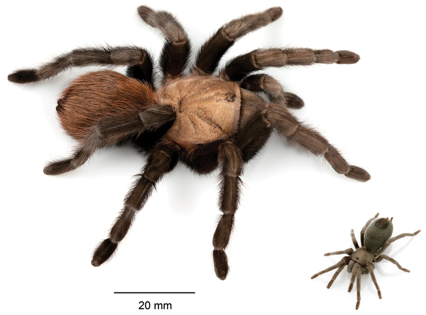 Comparison of the largest (A. anax) and smallest (A. paloma) tarantula species