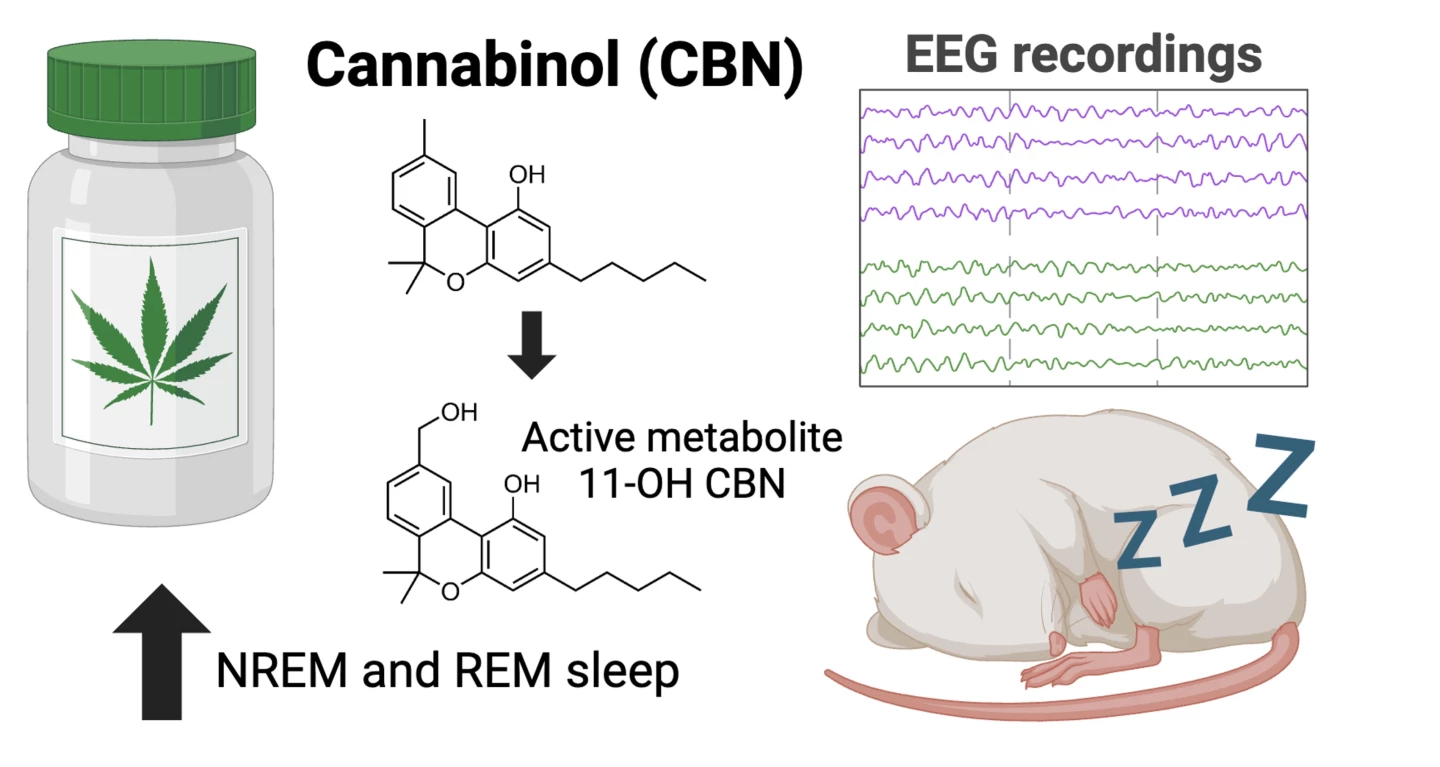 Illustration of cannabinol experiment on sleep in rats. The non-hallucinogenic component has been shown to extend both REM and non-REM sleep