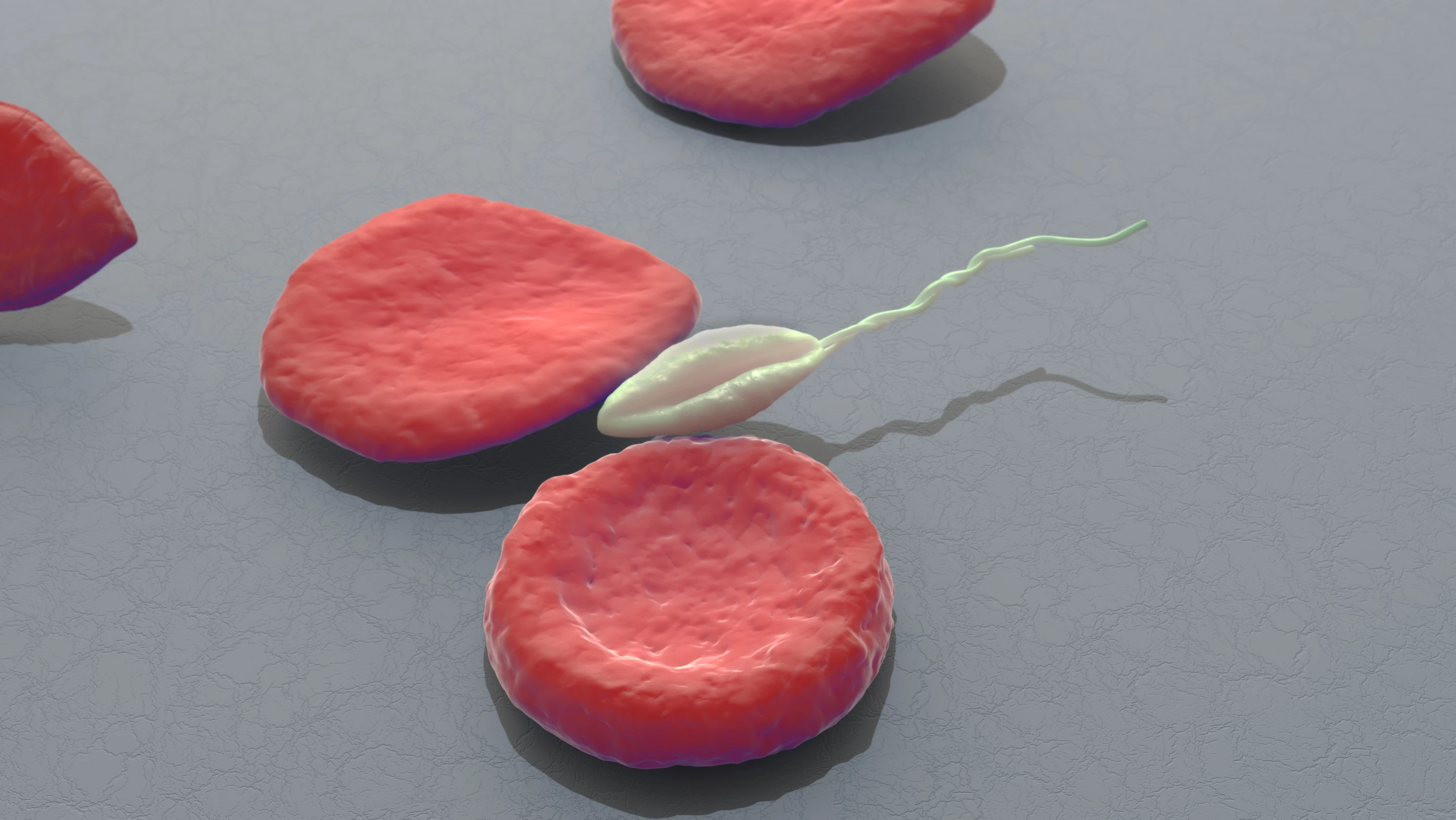 Wounds caused by the leishmania parasite tend to be unexpectedly painless and scientists are getting closer to understanding why
