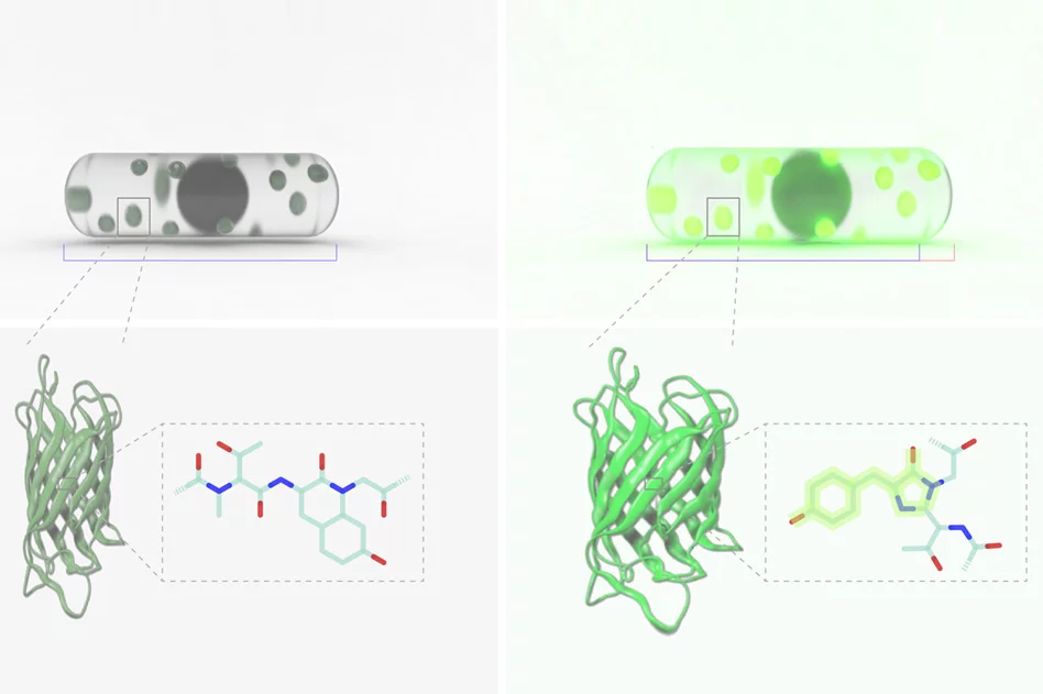 On the left are E. coli cells in their normal state, while those on the right have sensed humidity and are expanding and glowing in response