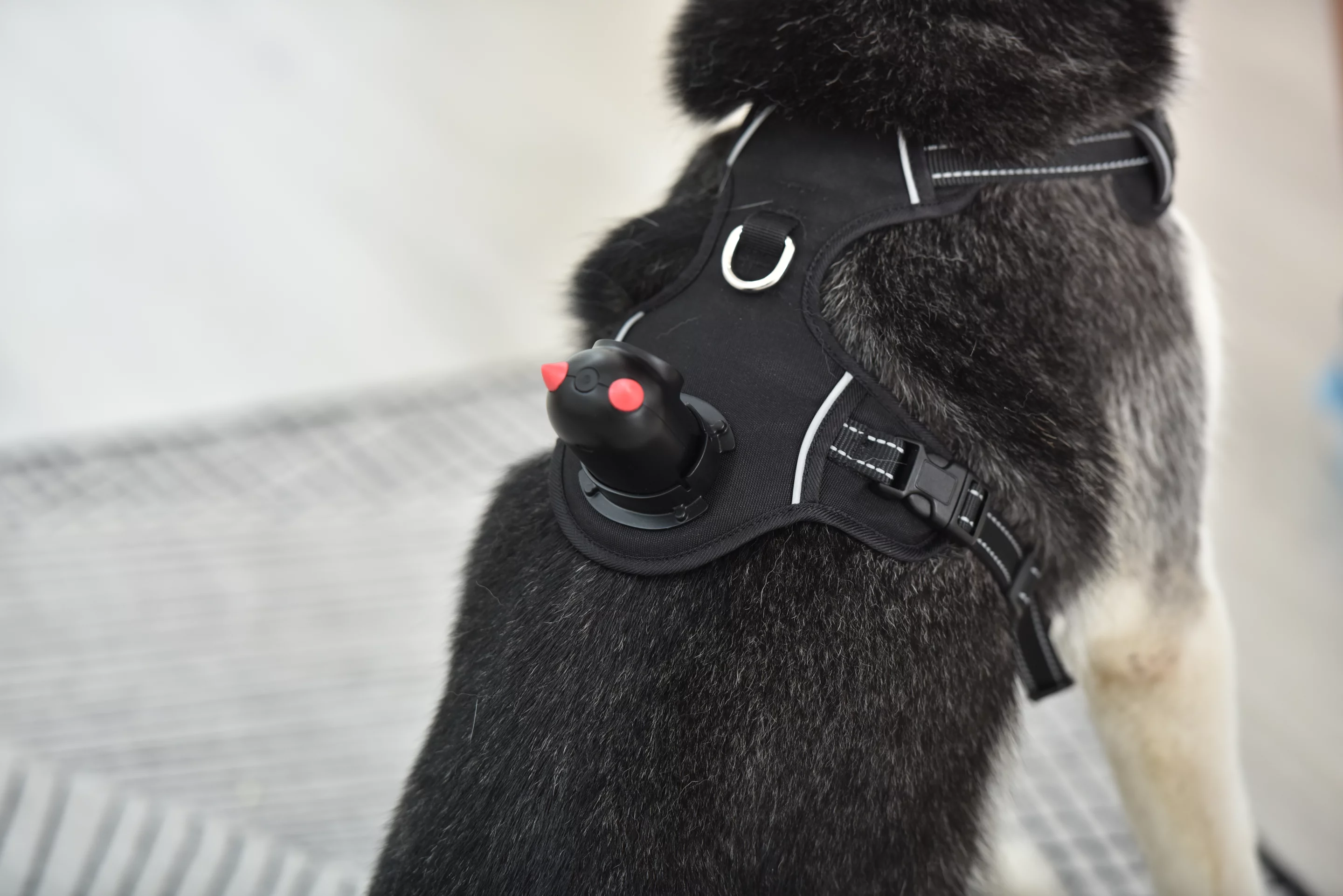 PetNow is presently the subject of a Kickstarter campaign
