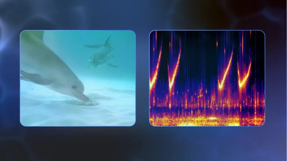 Left: A mother spotted dolphin observes her calf while foraging; she will use her unique signature whistle to call the calf back after he is finished. Right: Spectrogram to visualize the whistle