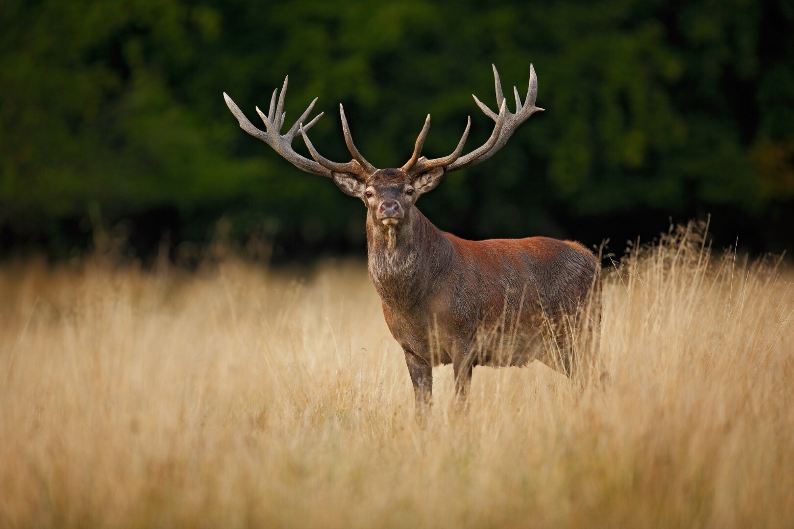 Researchers rack up tough secrets from deer antlers