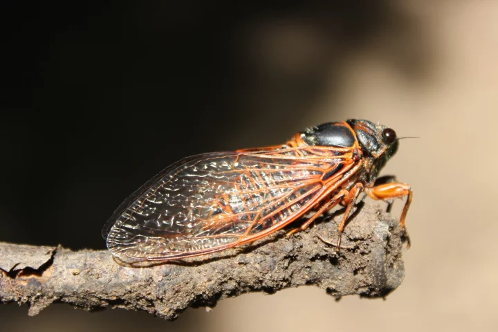 Cicada wings – they're good for more than just killing bacteria