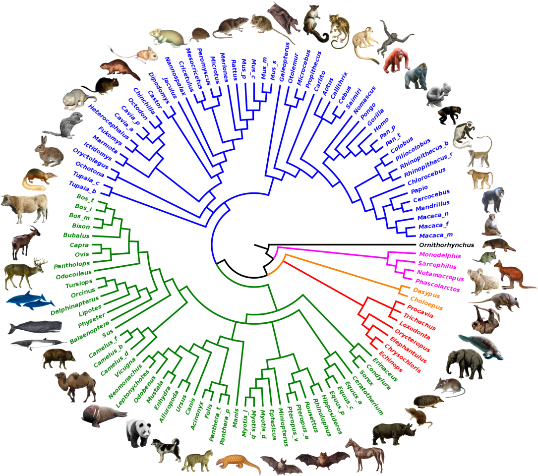Genus-level tree of modern mammals, all of which descended from a common ancestor, with some of Australia's odd marsupials like the platypus, kangaroo and koala among the earliest to diverge