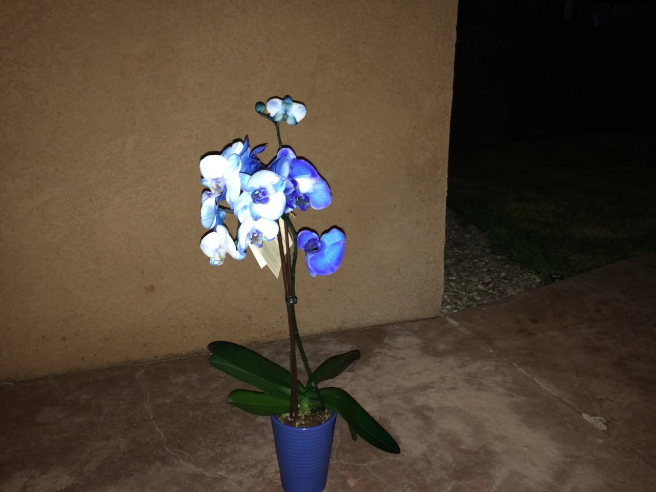 The same setting, only with no artificial lighting and the "True Tone" flash turned on