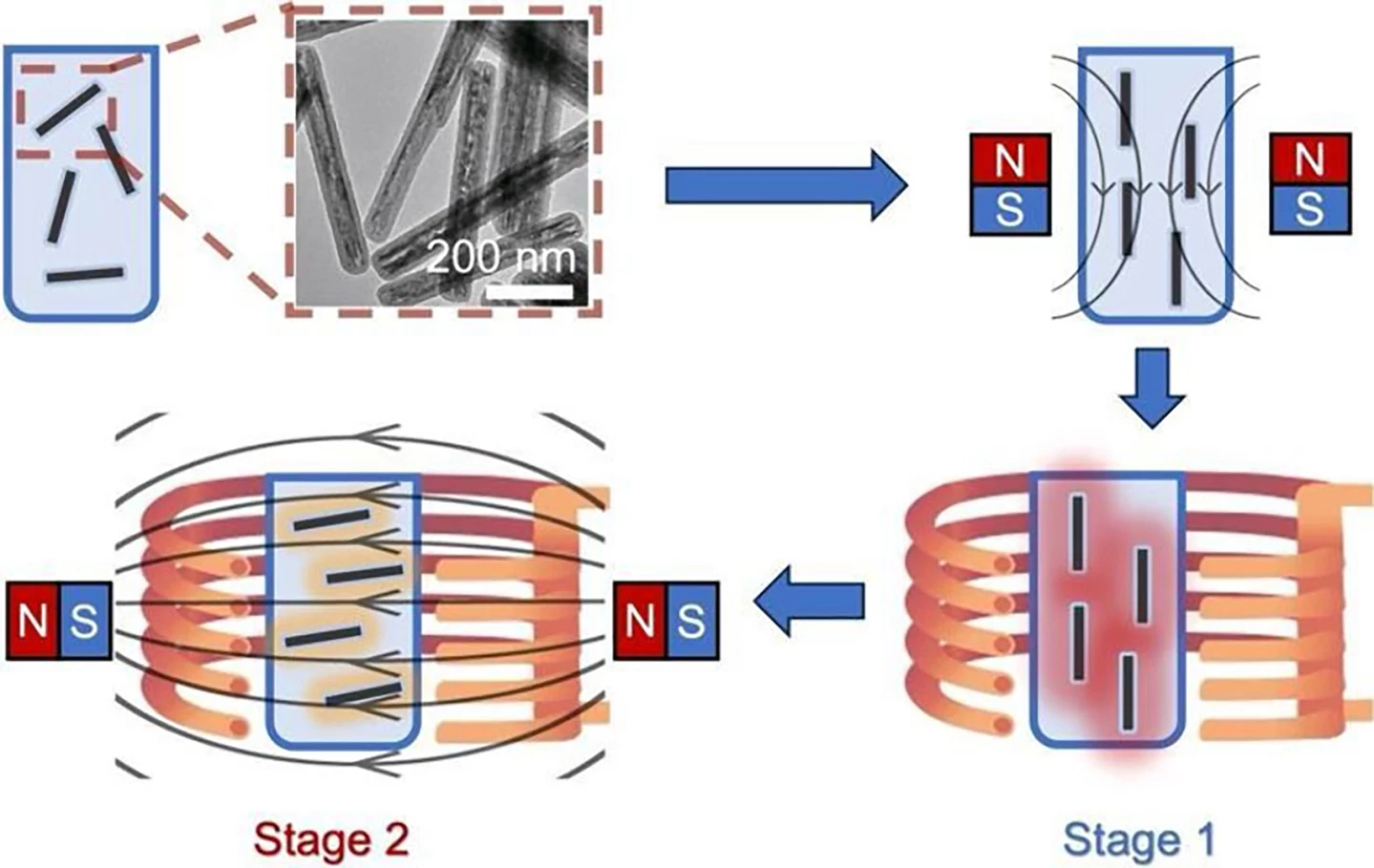 The two-step process of rewarming vitrified organs using nanoscale magnetic rods