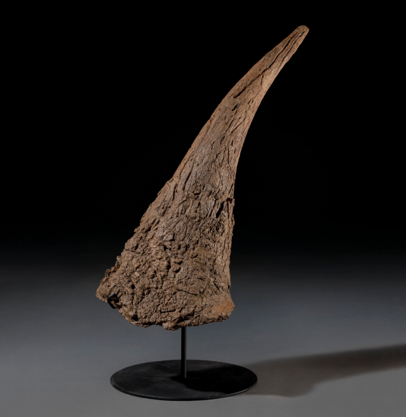 36 inch Triceratops Horn | Price: $25,392 (£20,000) | Auction Link | This Triceratops horn was found in the same Hell Creek area as the previous vertebra and indicates just how large these herbivorous creatures were. It's a brow horn (one of the two horns at the top of the face) and is 36 inches (92cm) long.