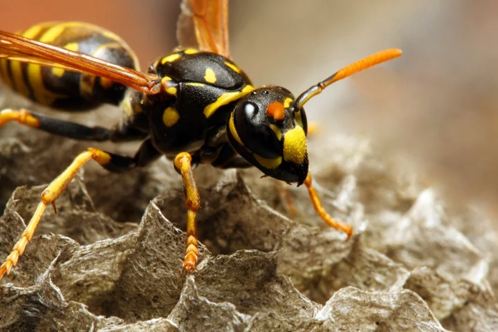 MIT scientists have produced an antibiotic that's derived from wasp venom (although not from the species shown here)