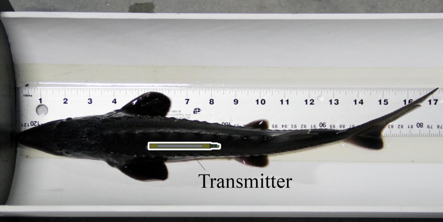 PNNL implanted its self-powered tracking tag into a juvenile sturgeon