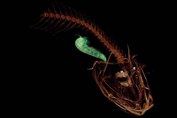 A CT scan of the Mariana snailfish, complete with its last meal of a small crustacean (in green)