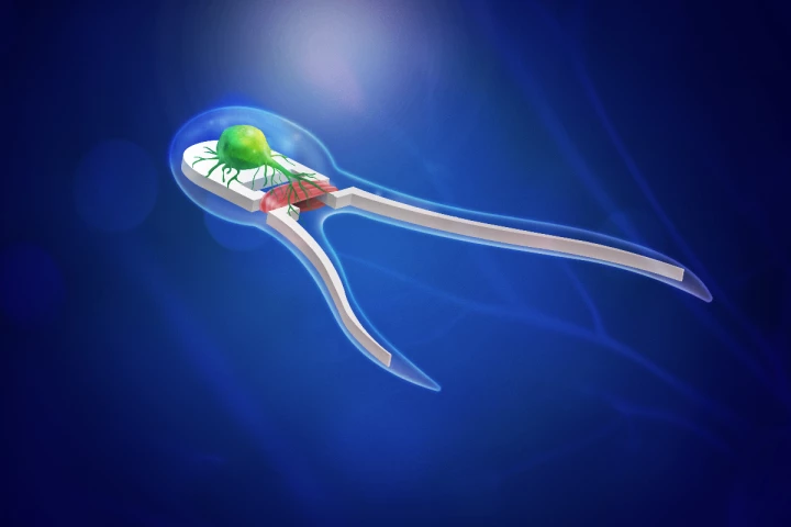 Artist's impression of the new twin-tailed biobots developed at the University of Illinois