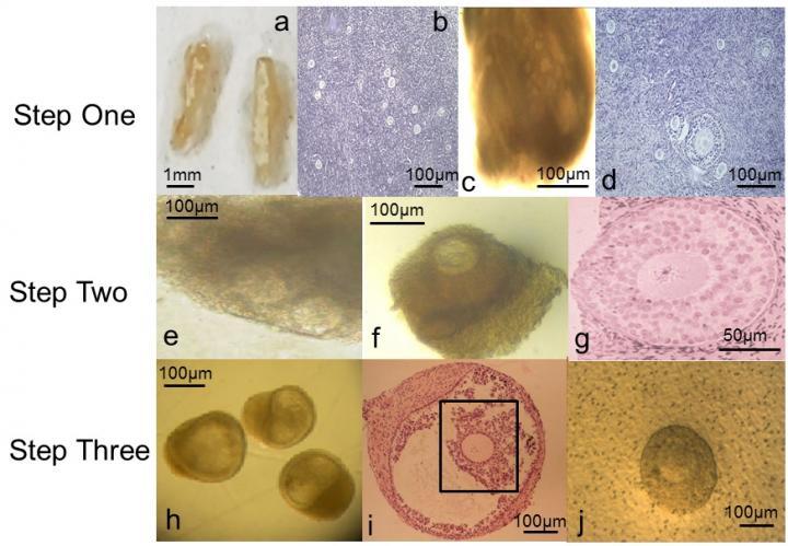 The process from beginning to end, starting with immature eggs within ovarian tissue before reaching mature eggs in the final bottom right image