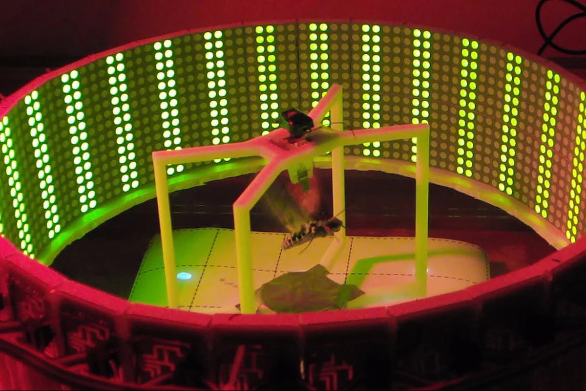 A moth in the NCSU flight-assessment rig