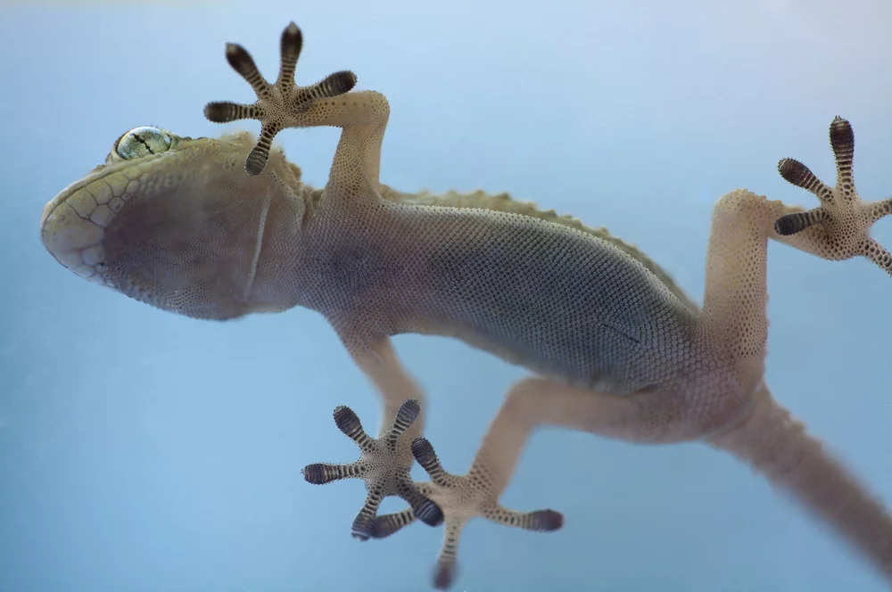 While gecko feet utilize hair-like fibers, the new material uses similar manmade microscopic pillars (Photo: Shutterstock)