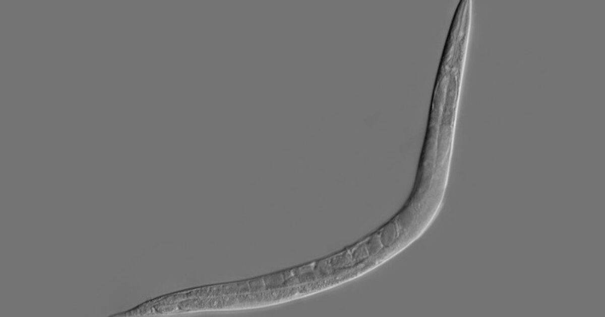 Digitized worm brain learns a new trick