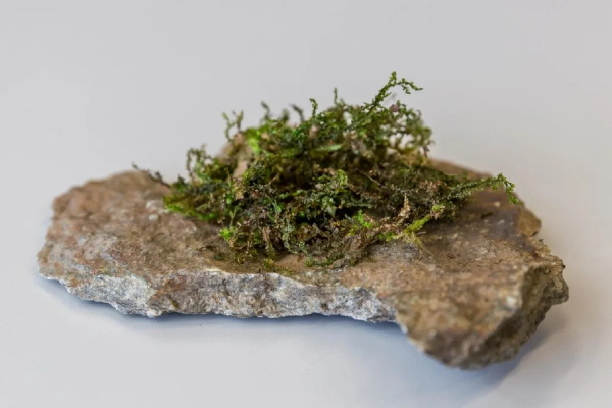 This particular genus of liverwort contains a compound with remarkable structural similarities to THC, the main psychoactive compound in marijuana