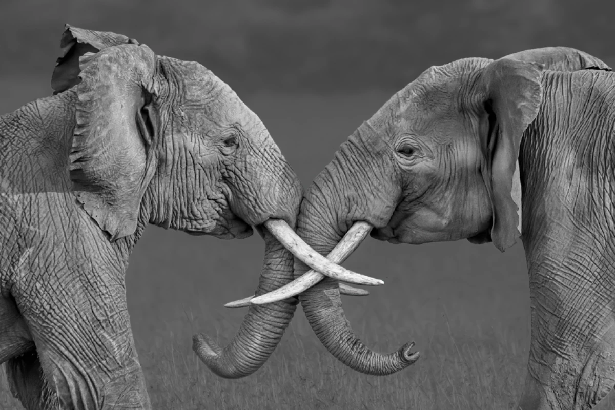 Fine Art Photography Awards. Nominee, Wildlife, Amateur. 'Compare', Kenya