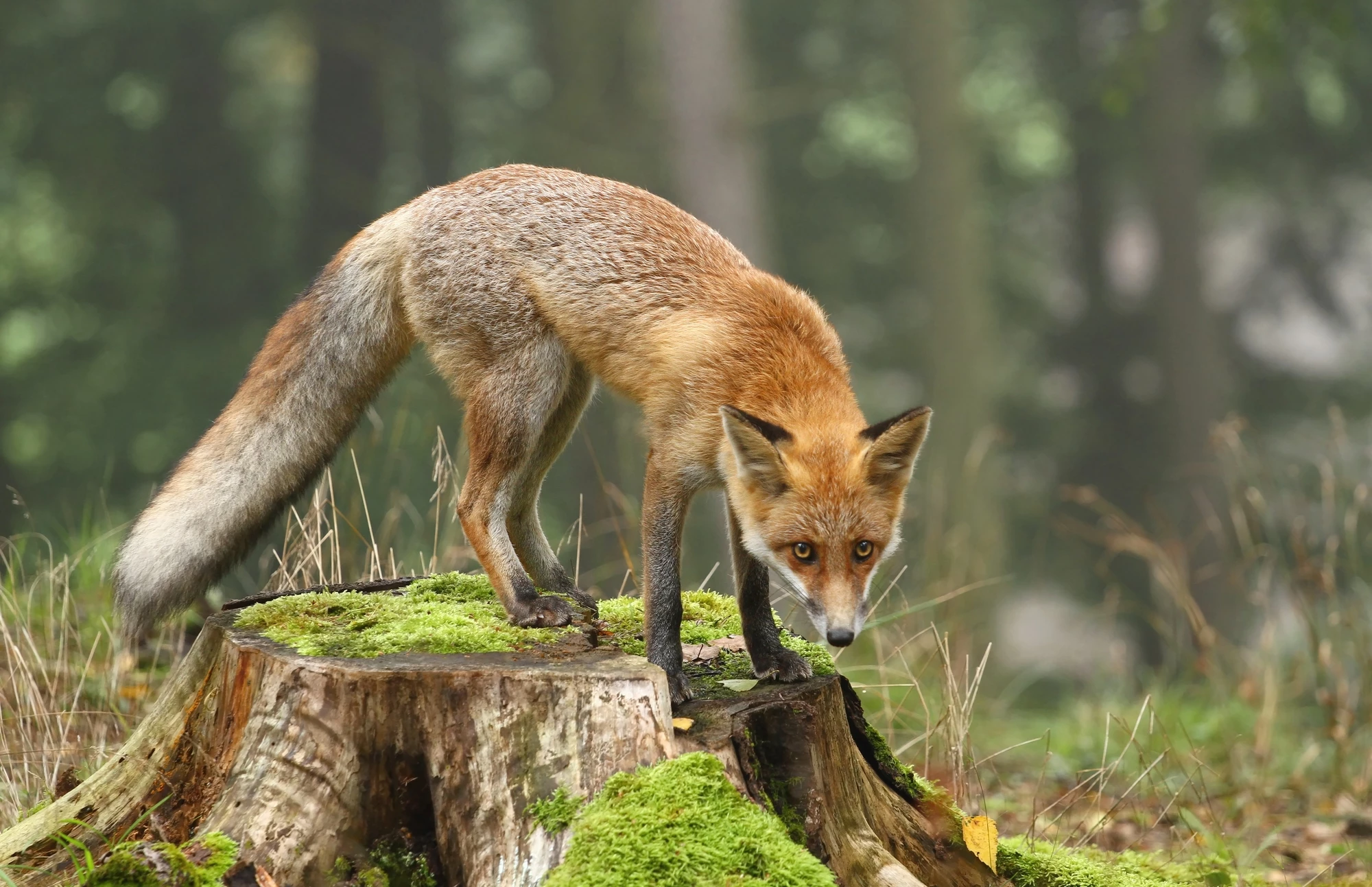 A new study suggests that foxes feeding off human scraps isn't a new phenomenon, providing evidence that they did so more than 40,000 years ago