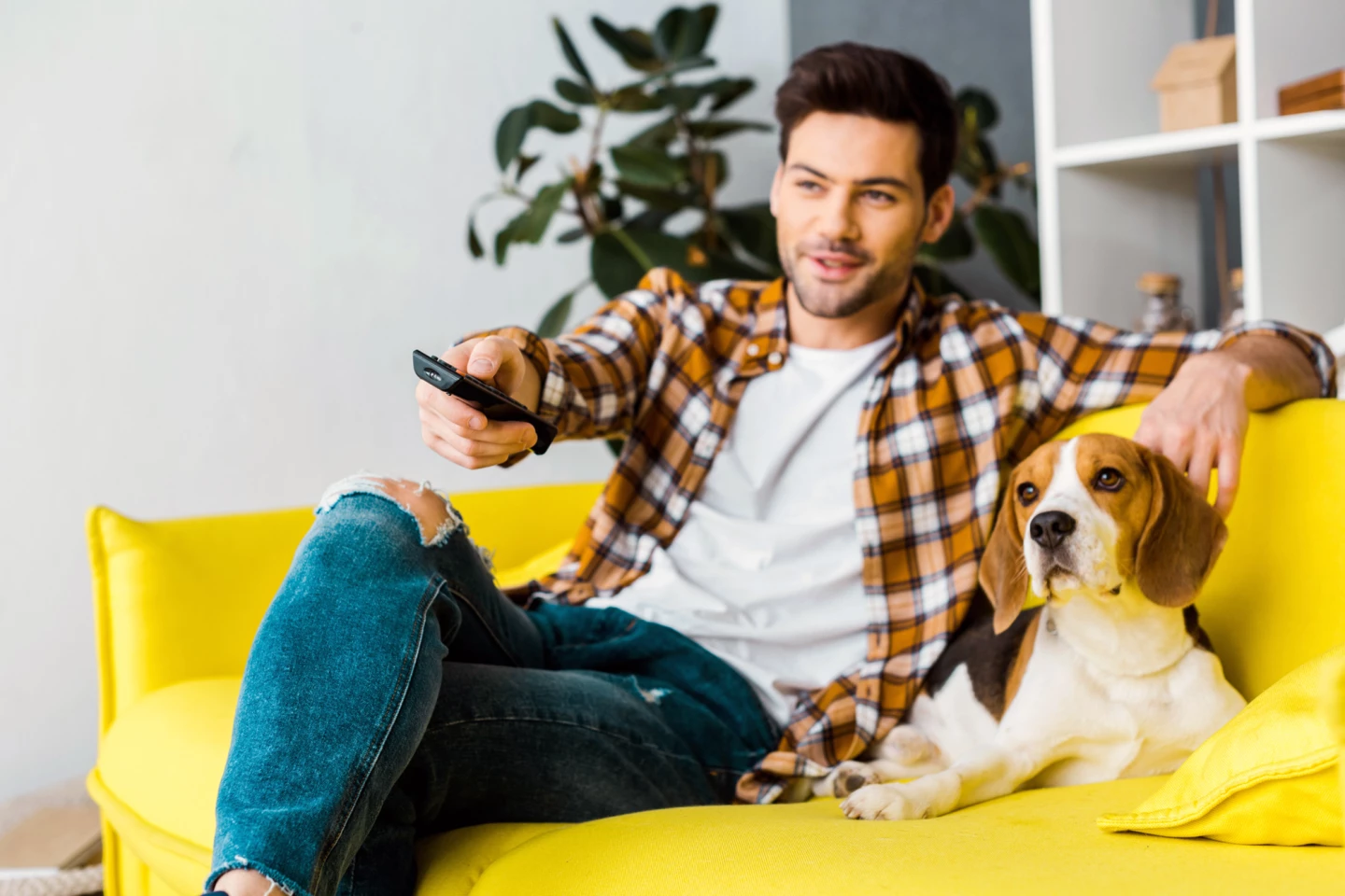 Television could be an appropriate "welfare intervention" for dogs