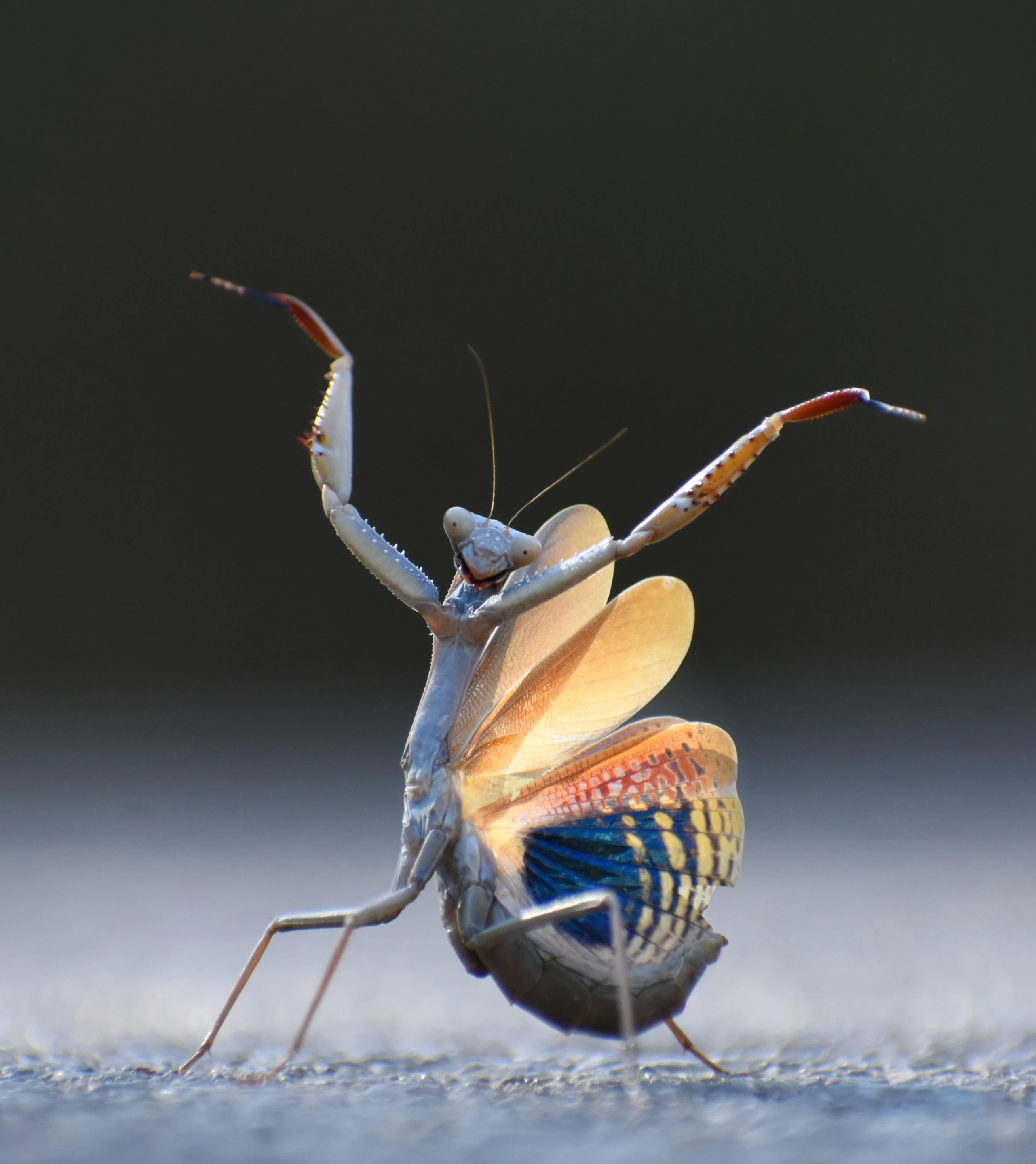"Mantis flamenca" – Jose Miguel Gallego Molina
