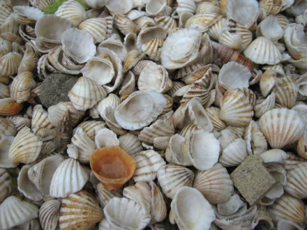 The structure of sea shells has inspired scientists to create a new material with similar qualities (Photo by seriocomico)
