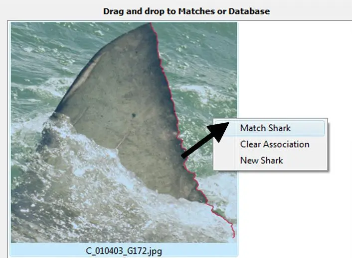 Identifin traces the profile of the fin's edge, then compares that outline with all the other edge patterns in its database