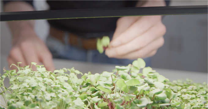 The tablefarm is a tiny garden designed to raise and harvest microgreens