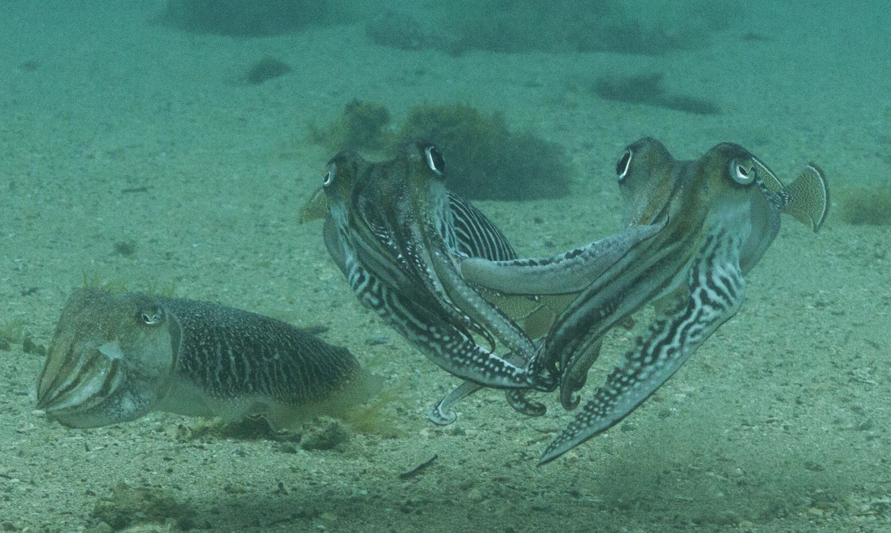 Hands off: for the first time, researchers have captured footage of how vicious male cuttlefish can be when it comes to protecting their mate (left) from intruders