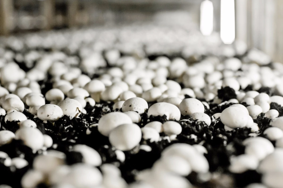 They might not look as good as steak, but eating mushrooms instead of meat might make you feel more full, which could help with your weight loss goals