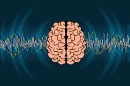 Gamma rhythms are key to how we process information in our brain