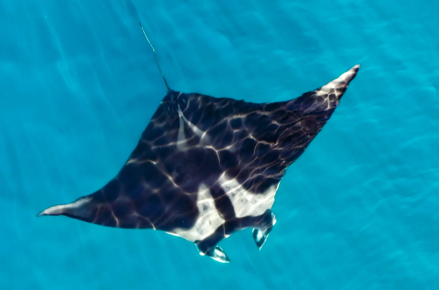The distinctive diamond shape of the majestic manta ray