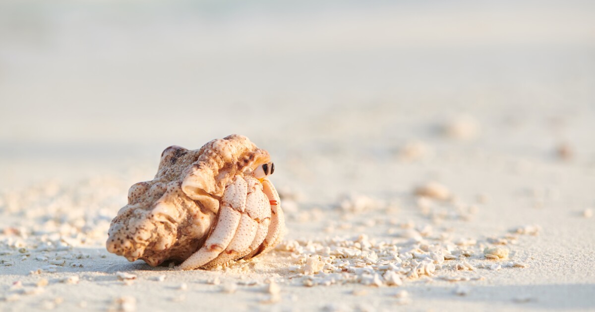 Study Finds Microplastics Can Impair Hermit Crabs Shell Selection