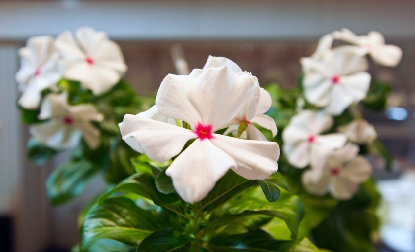 The periwinkle plant, also known as Catharanthus roseus, produces several compounds with medicinal properties, including the anticancer drug vinblastine (Image: Patrick Gillooly)