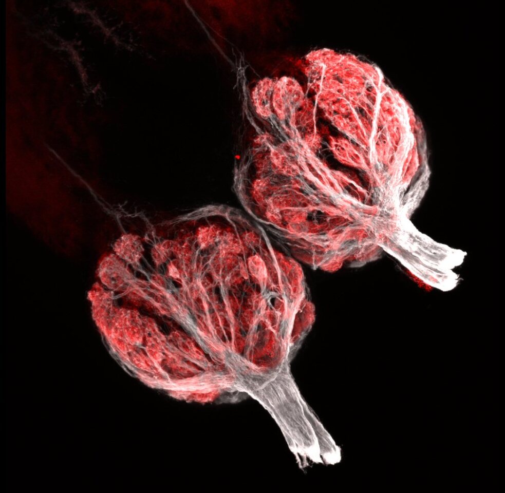3rd PlaceOliver BraubachDepartment of Physiology & Biophysics, Dalhousie UniversityHalifax, Nova Scotia, CanadaZebrafish olfactory bulbs (250x)